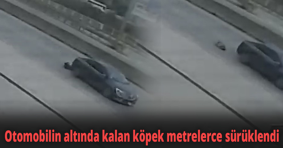 Otomobilin altında kalan köpek metrelerce sürüklendi
