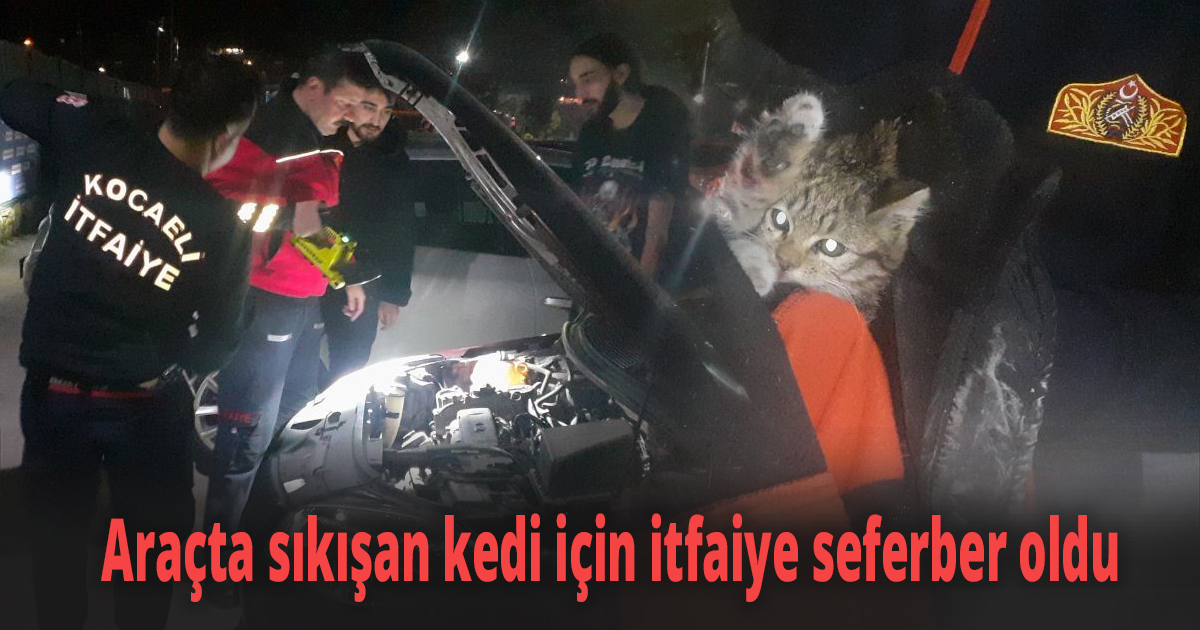 Araçta sıkışan kedi için seferber oldular