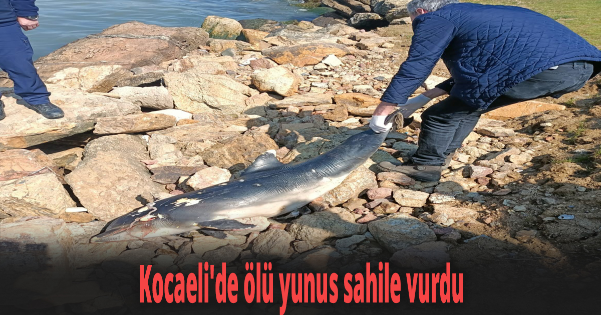 Kocaeli'de ölü yunus sahile vurdu