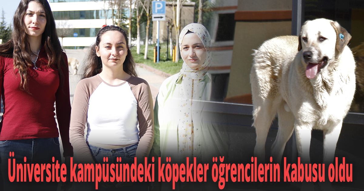 Üniversite kampüsündeki köpekler öğrencilerin kabusu oldu