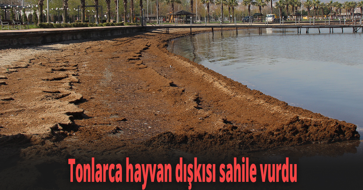 Kokuyu alan sahili terk etti