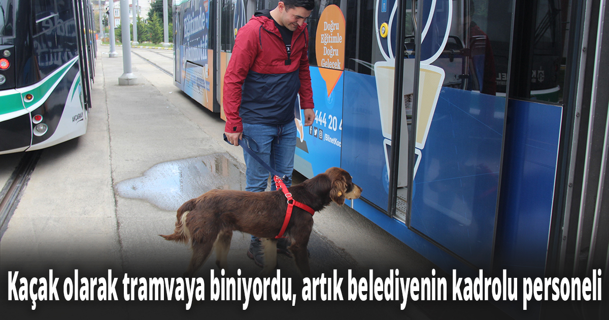 Kaçak olarak tramvaya biniyordu, artık belediyenin kadrolu personeli