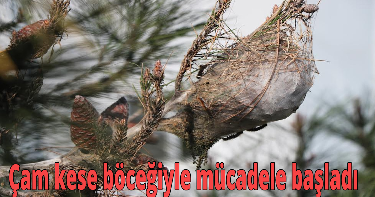 Çam kese böceğiyle mücadele başladı
