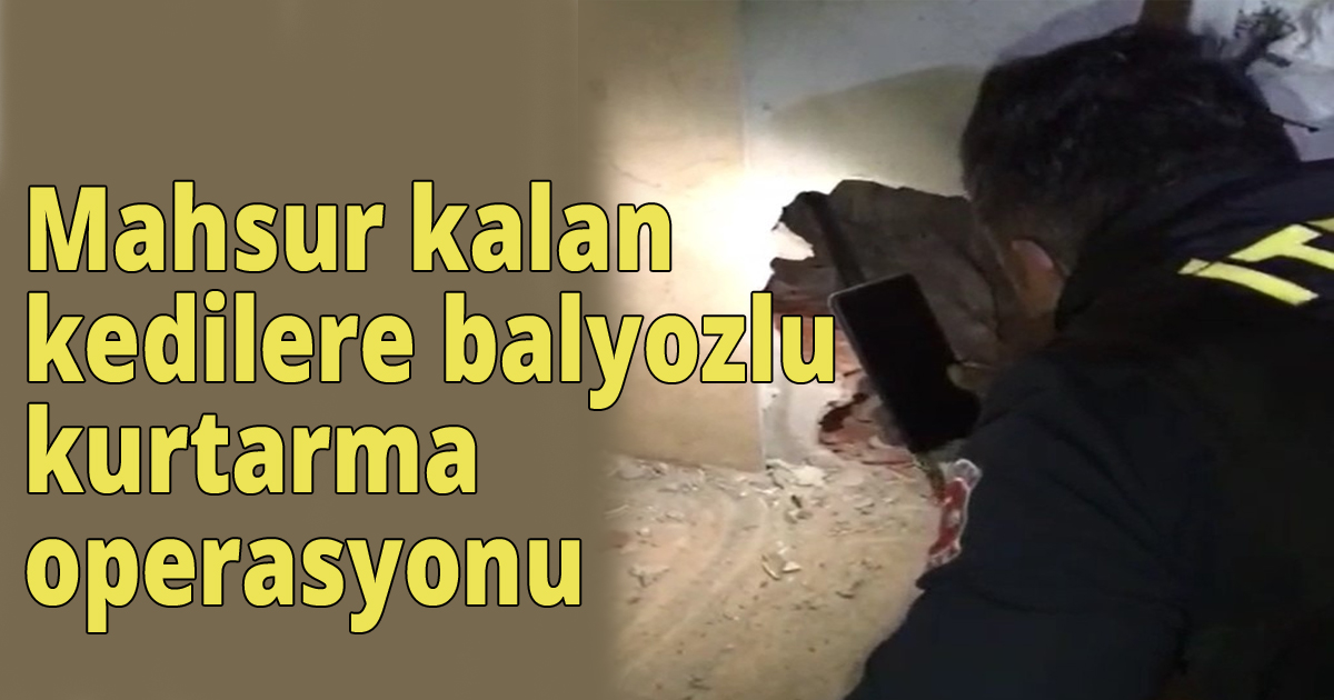 Mahsur kalan kedilere balyozlu kurtarma operasyonu