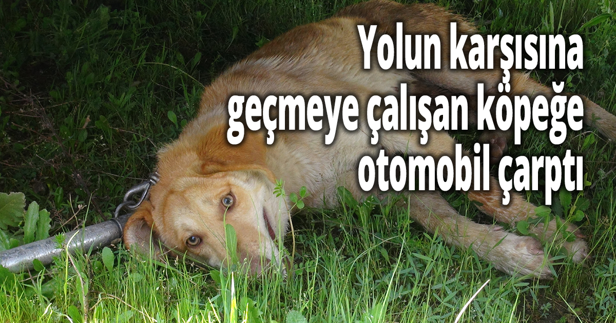 Yolun karşısına geçmeye çalışan köpeğe otomobil çarptı
