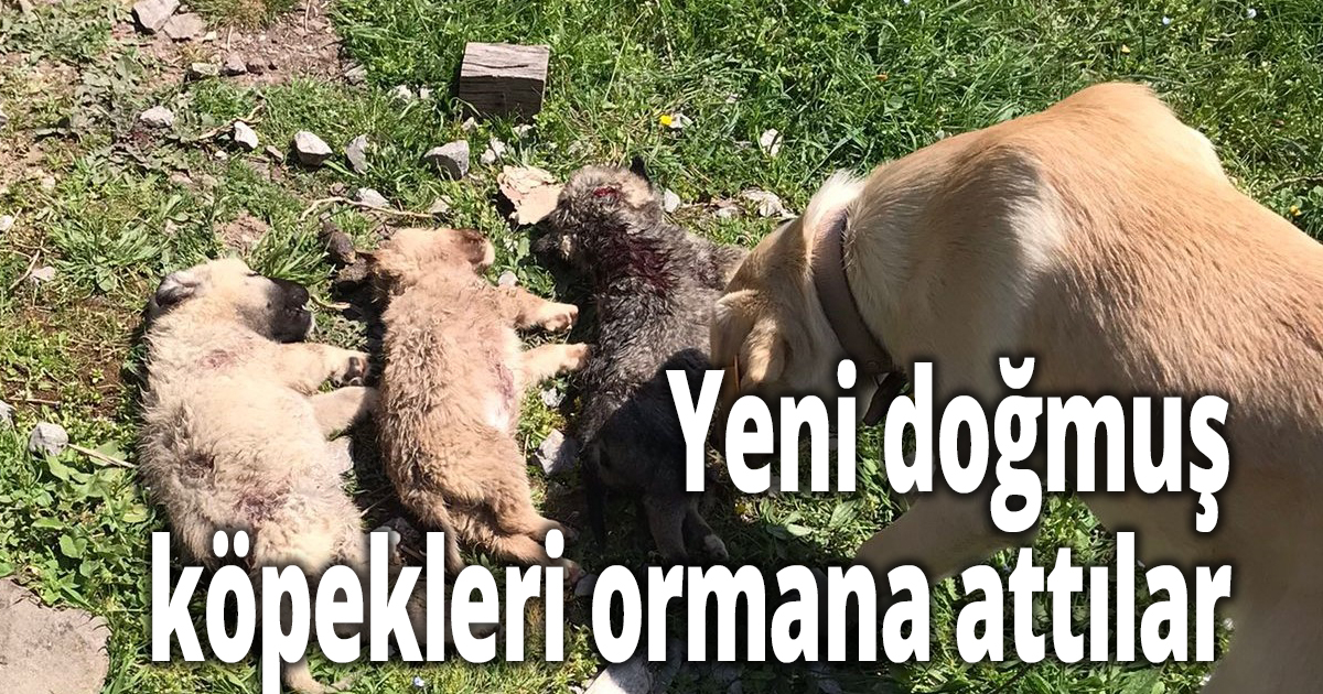 Yeni doğmuş köpekleri ormana attılar