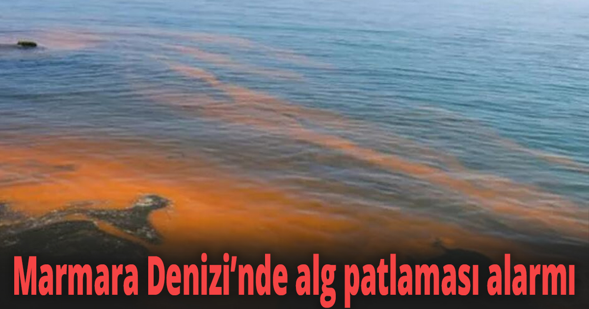 Marmara Denizi’nde alg patlaması alarmı