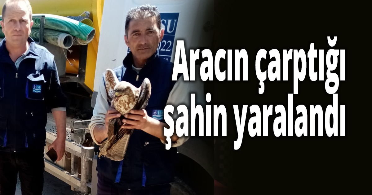 Aracın çarptığı şahin yaralandı