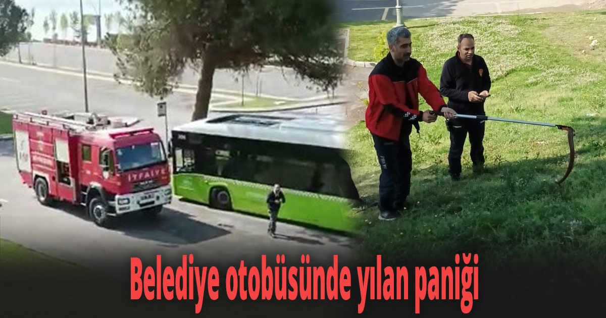 Belediye otobüsünde yılan paniği