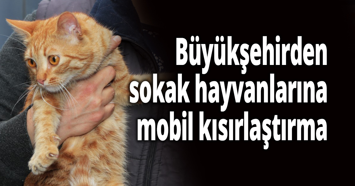 Büyükşehirden sokak hayvanlarına mobil kısırlaştırma