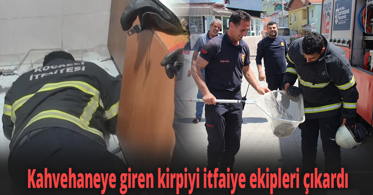 Kahvehaneye giren kirpiyi itfaiye ekipleri çıkardı