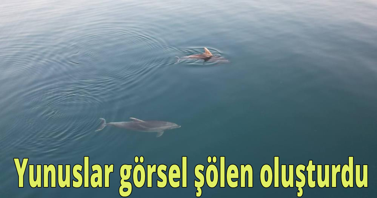 Yunuslar görsel şölen oluşturdu
