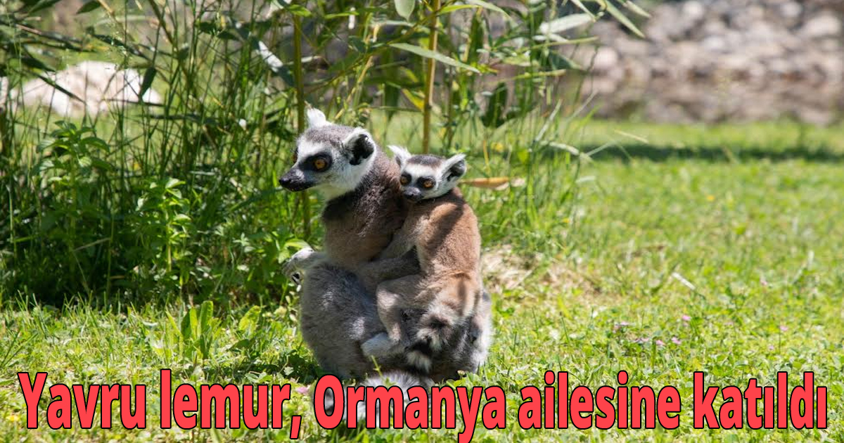    Yavru lemur, Ormanya ailesine katıldı