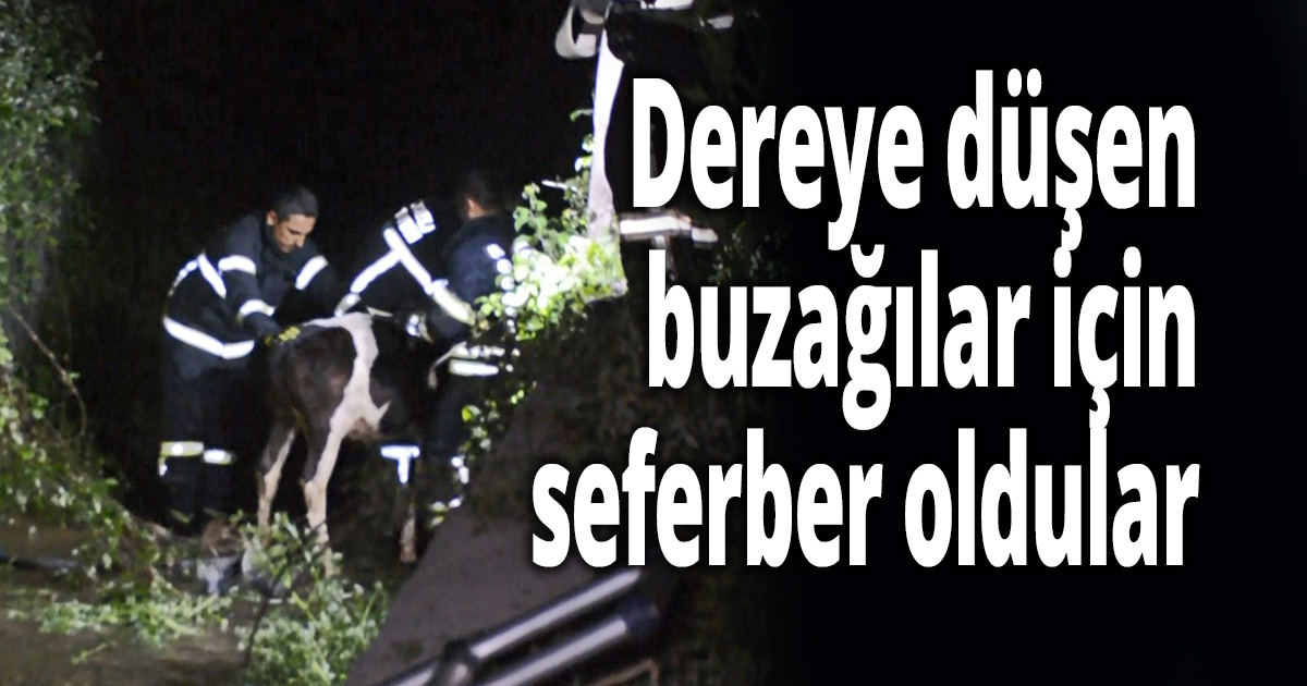 Dereye düşen buzağılar için seferber oldular