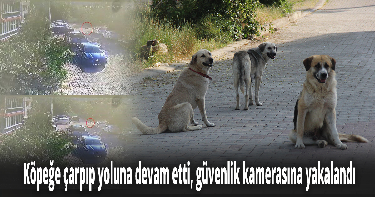 Köpeğe çarpıp yoluna devam etti, güvenlik kamerasına yakalandı