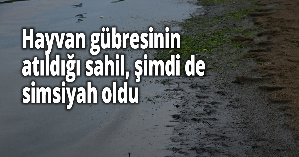 Hayvan gübresinin atıldığı sahil, şimdi de simsiyah oldu