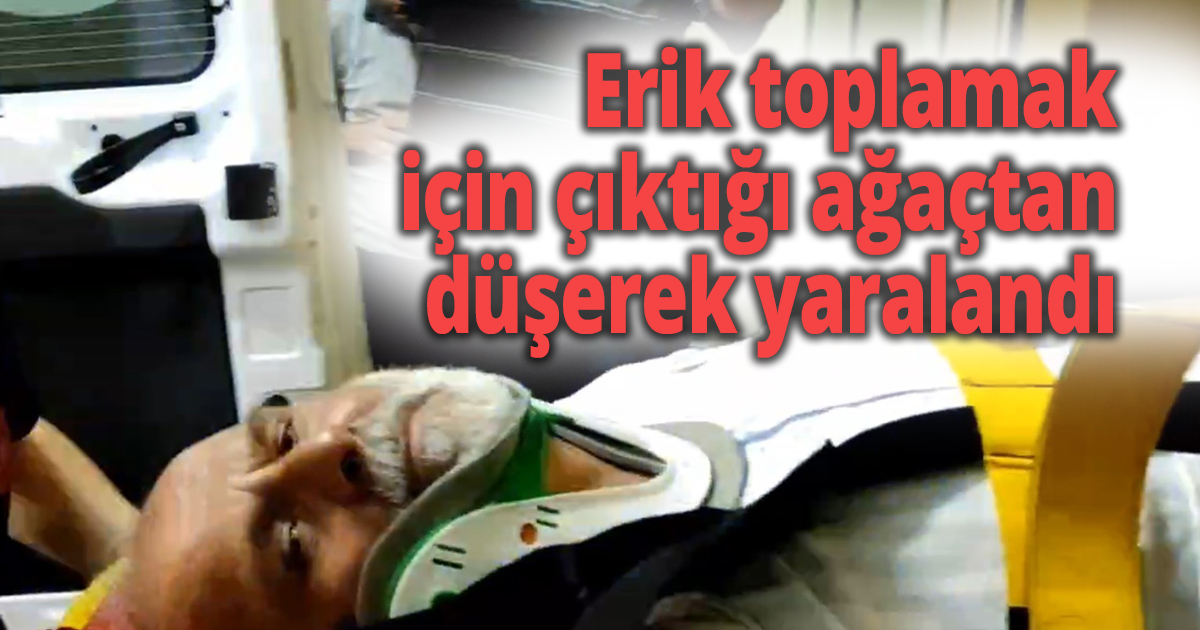 Erik toplamak için çıktığı ağaçtan düşerek yaralandı