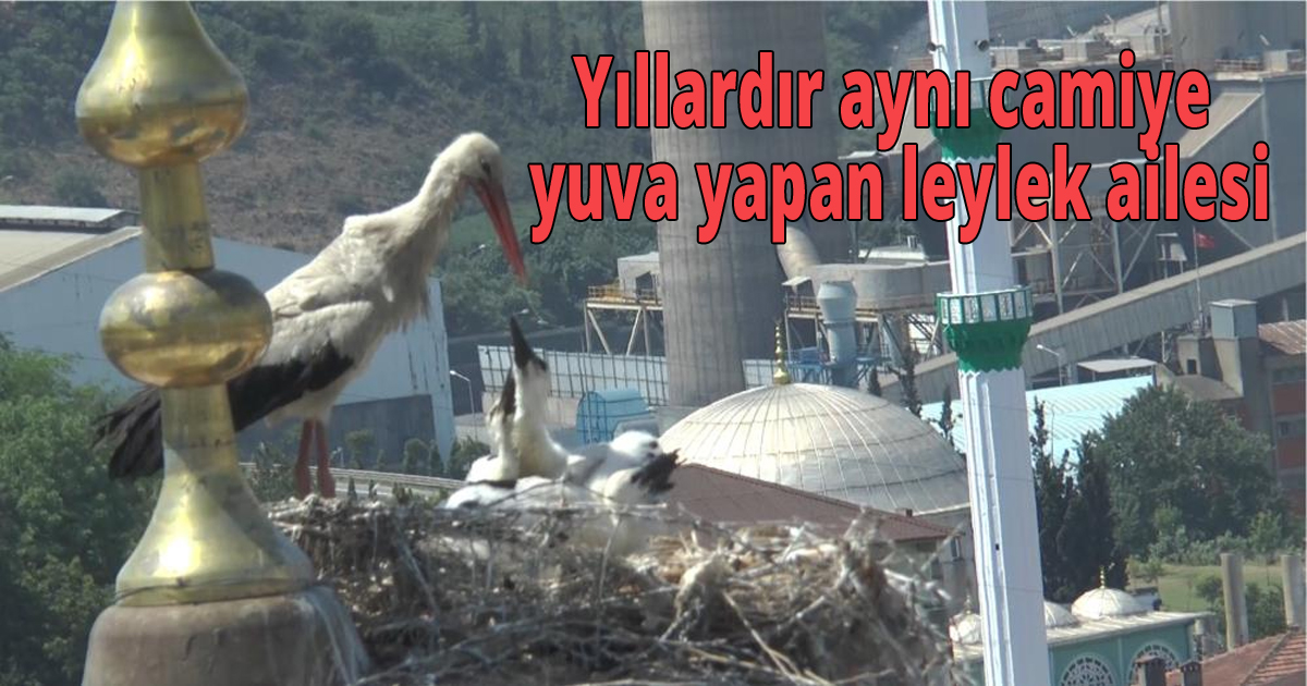 Yıllardır aynı camiye yuva yapan leylek ailesi