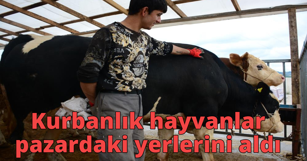  Kurbanlık hayvanlar pazardaki yerlerini aldı
