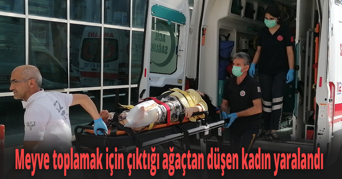 Meyve toplamak için çıktığı ağaçtan düşen kadın yaralandı