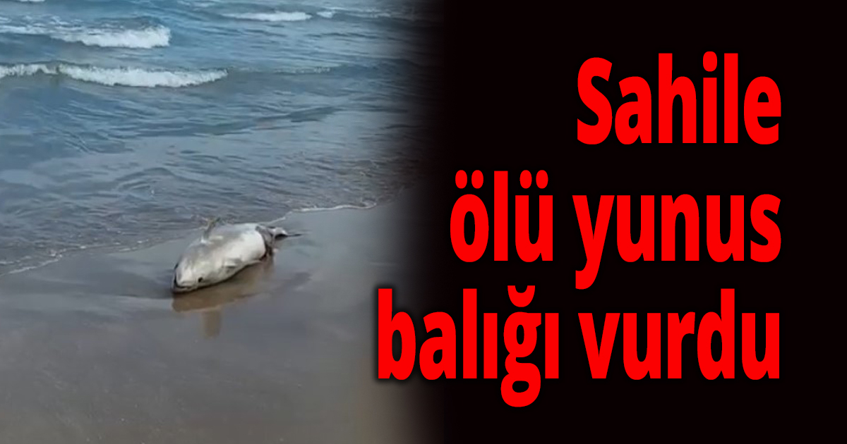 Sahile ölü yunus balığı vurdu