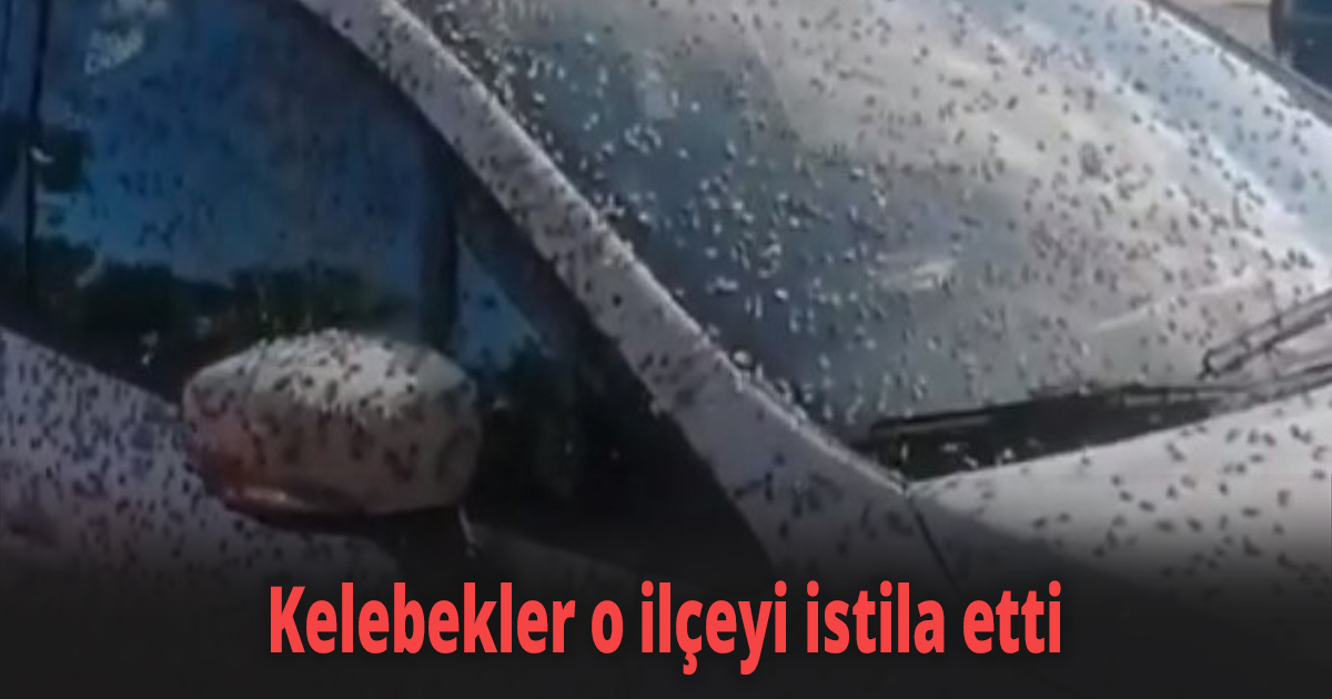 Kelebekler o ilçeyi istila etti