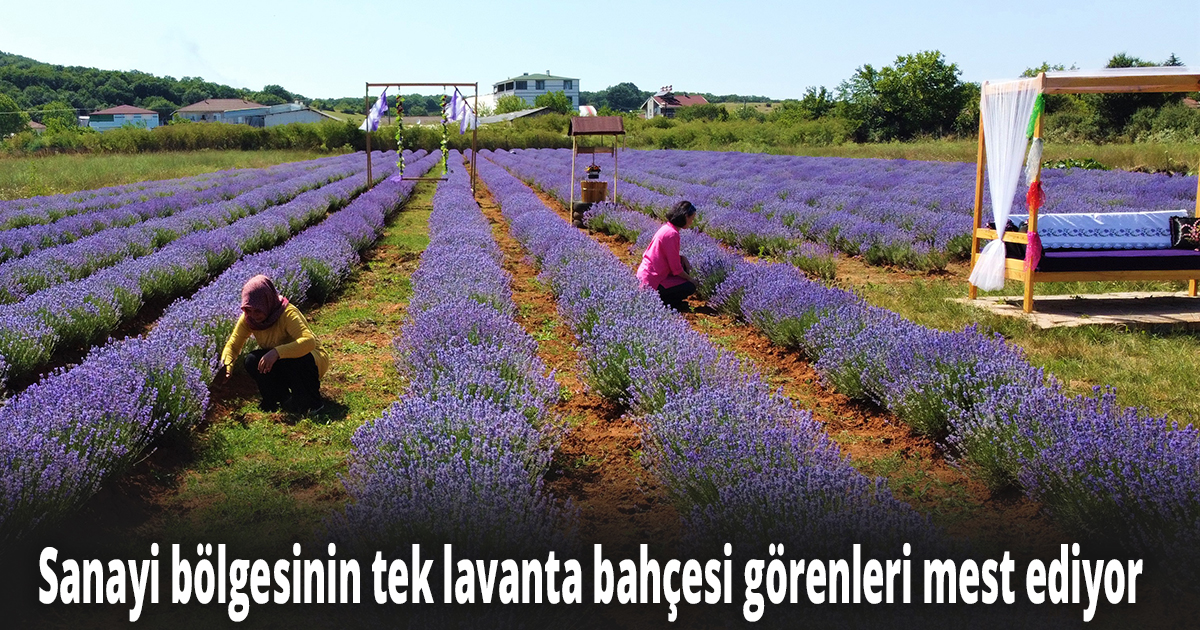 Hayranlıkla baktığı lavantalar onu girişimci yaptı