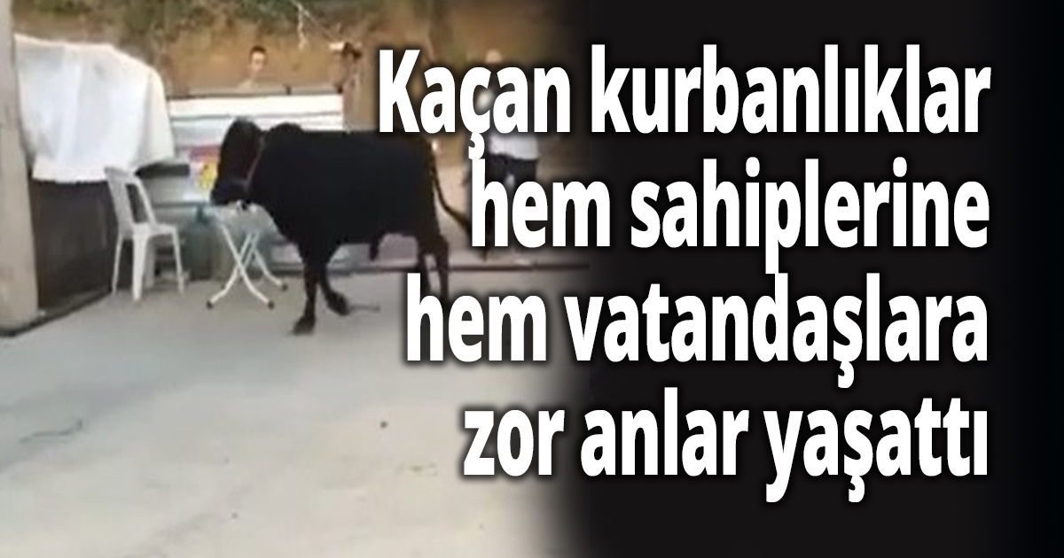 Kaçan kurbanlıklar hem sahiplerine hem vatandaşlara zor anlar yaşattı