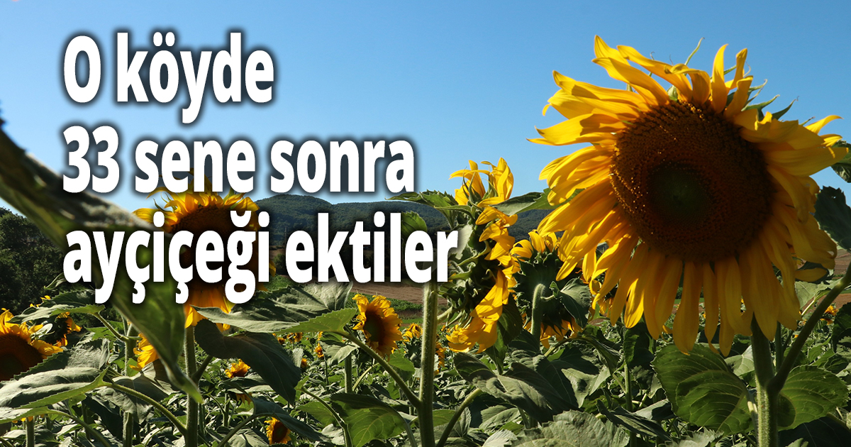 O köyde 33 sene sonra ayçiçeği ektiler