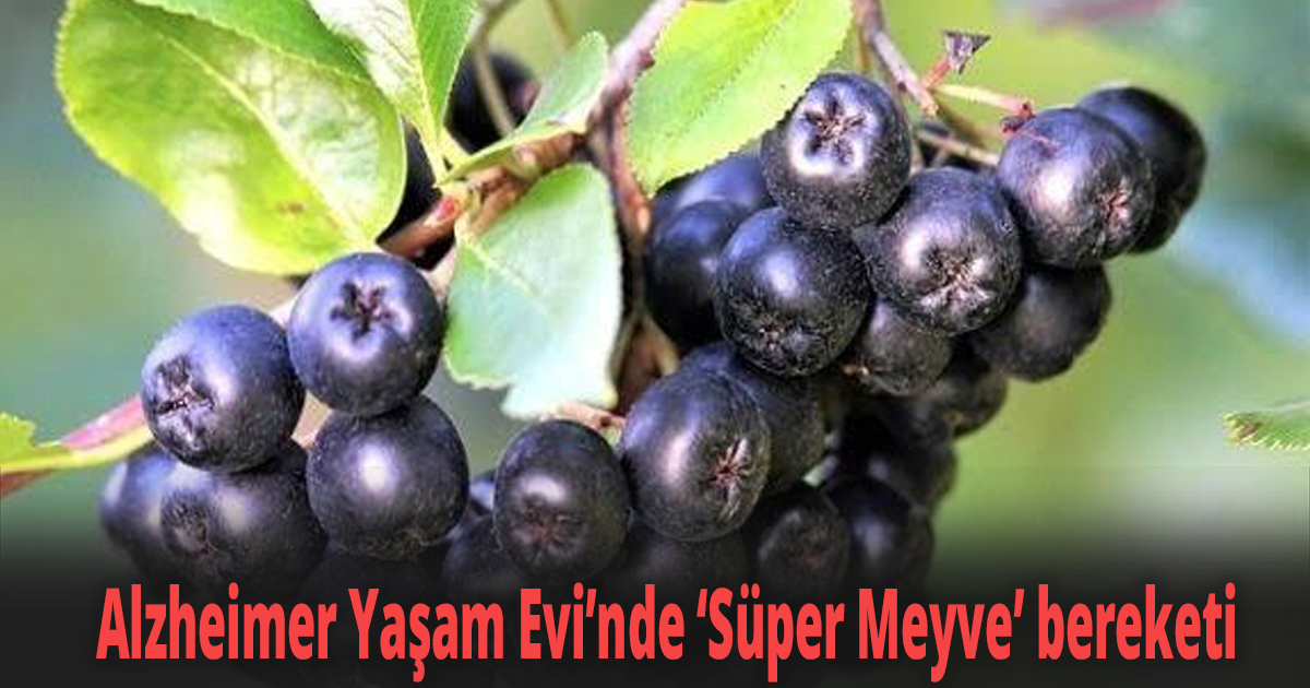 Alzheimer Yaşam Evi’nde ''Süper Meyve'' bereketi