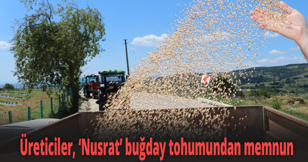 Üreticiler, ''Nusrat'' buğday tohumundan memnun