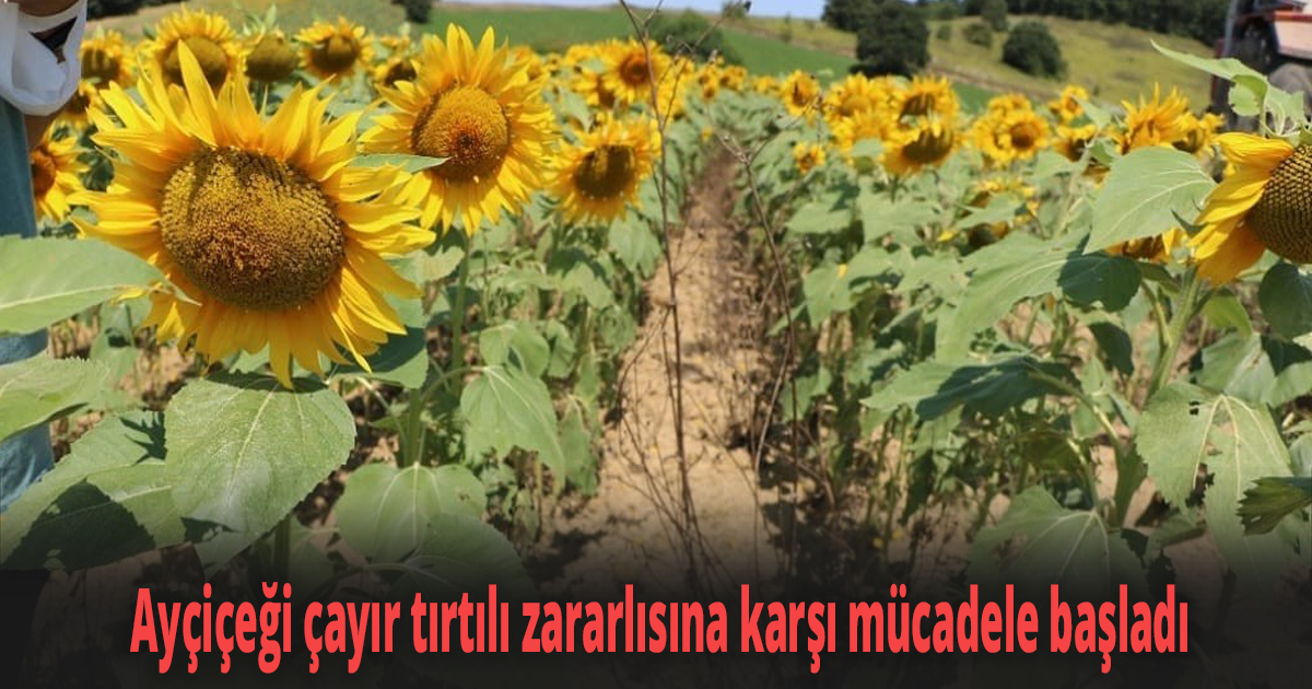 Ayçiçeği çayır tırtılı zararlısına karşı mücadele başladı