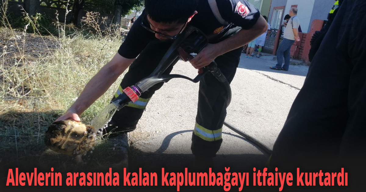 Alevlerin arasında kalan kaplumbağayı itfaiye kurtardı