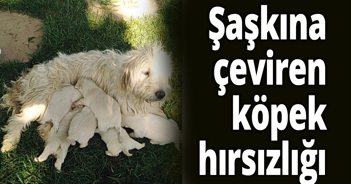 Şaşkına çeviren köpek hırsızlığı