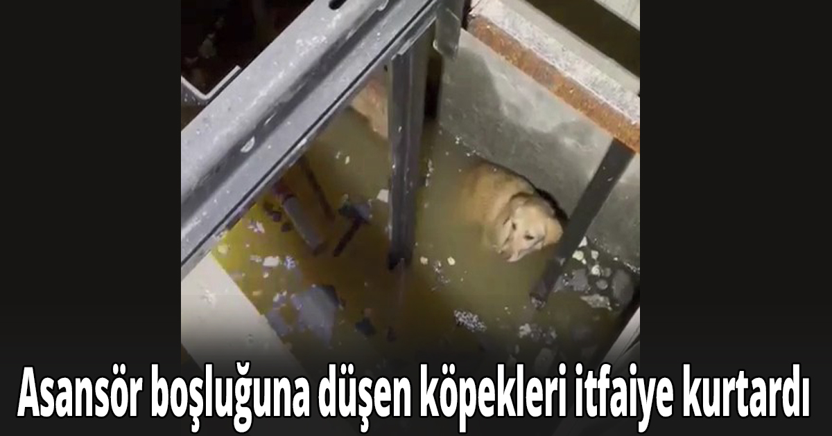 Asansör boşluğuna düşen köpekleri itfaiye kurtardı