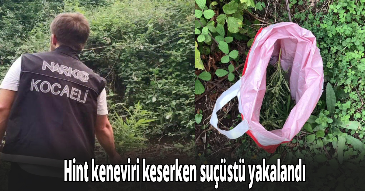 Elindeki orakla Hint keneviri keserken suçüstü yakalandı