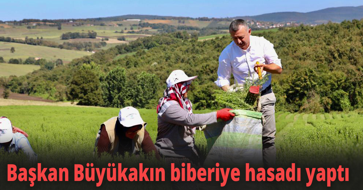 Başkan Büyükakın biberiye hasadı yaptı