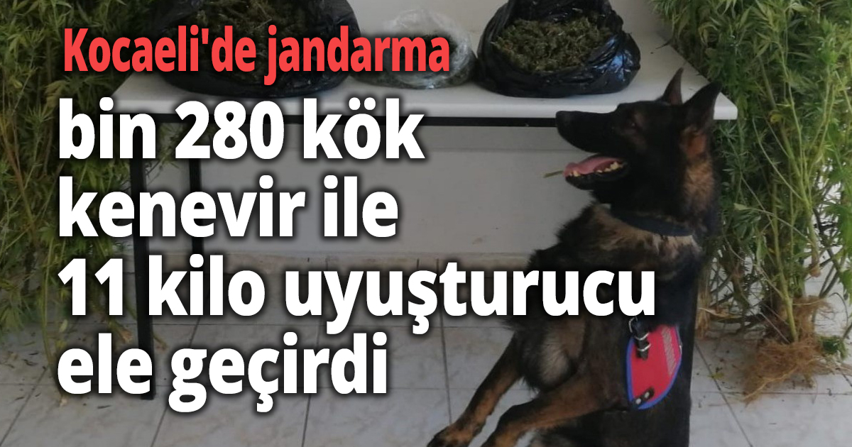 Kocaeli'de jandarma bin 280 kök kenevir ile 11 kilo uyuşturucu ele geçirdi