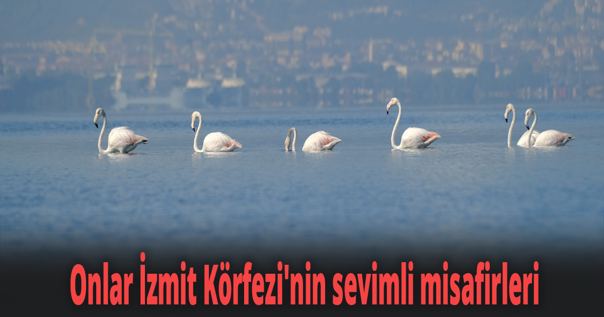 Onlar İzmit Körfezi'nin sevimli misafirleri