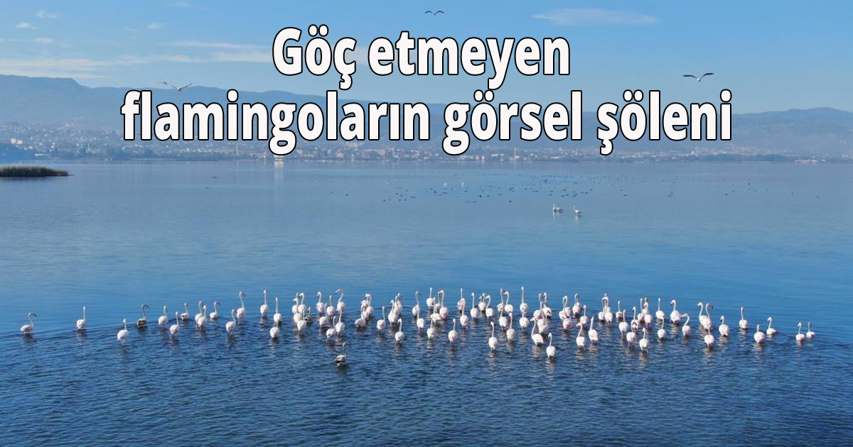 Göç etmeyen flamingoların görsel şöleni