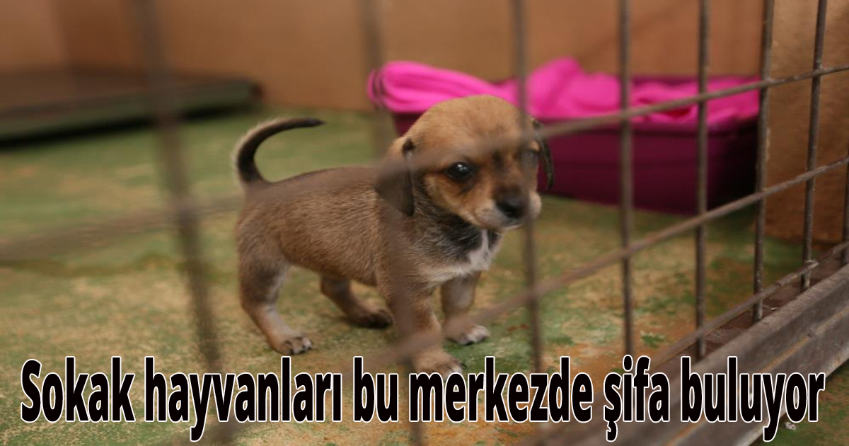  Sokak hayvanları bu merkezde şifa buluyor