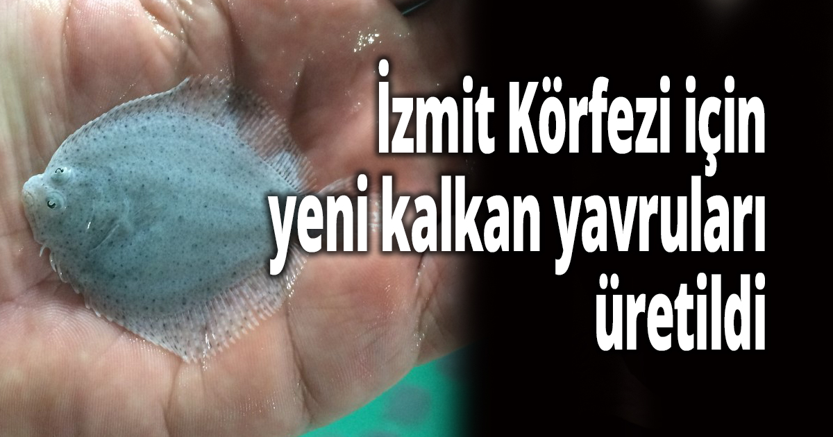 İzmit Körfezi için yeni kalkan yavruları üretildi