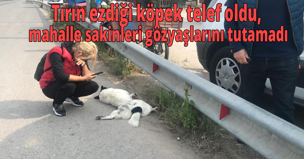 Tırın ezdiği köpek telef oldu, mahalle sakinleri gözyaşlarını tutamadı