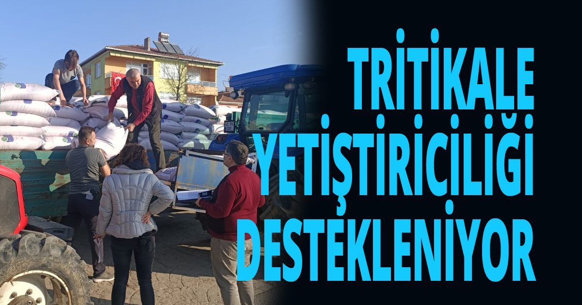 TRİTİKALE YETİŞTİRİCİLİĞİ DESTEKLENİYOR