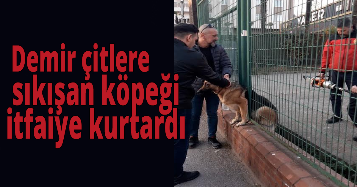    Demir çitlere sıkışan köpeği itfaiye kurtardı