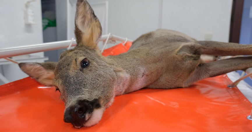 Binlerce yaban hayvanı hayata döndürüldü