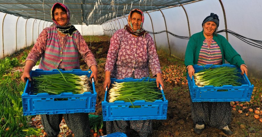 Modern seralardaki verim üreticiyi sevindirdi