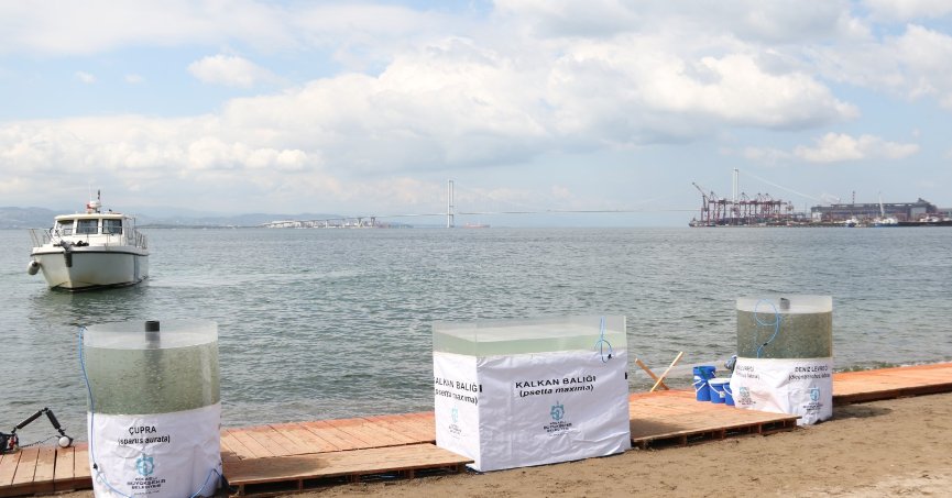 6 bin yavru balık İzmit Körfezine salındı