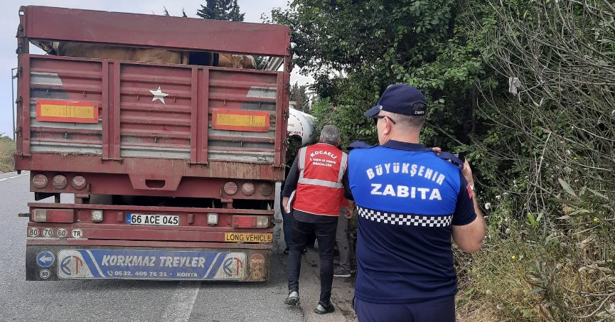 Kurbanlıkların nakliyesine sıkı denetim