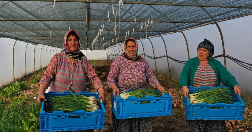 Büyükşehir’den kooperatiflere yüzde 75 hibeli tarım desteği